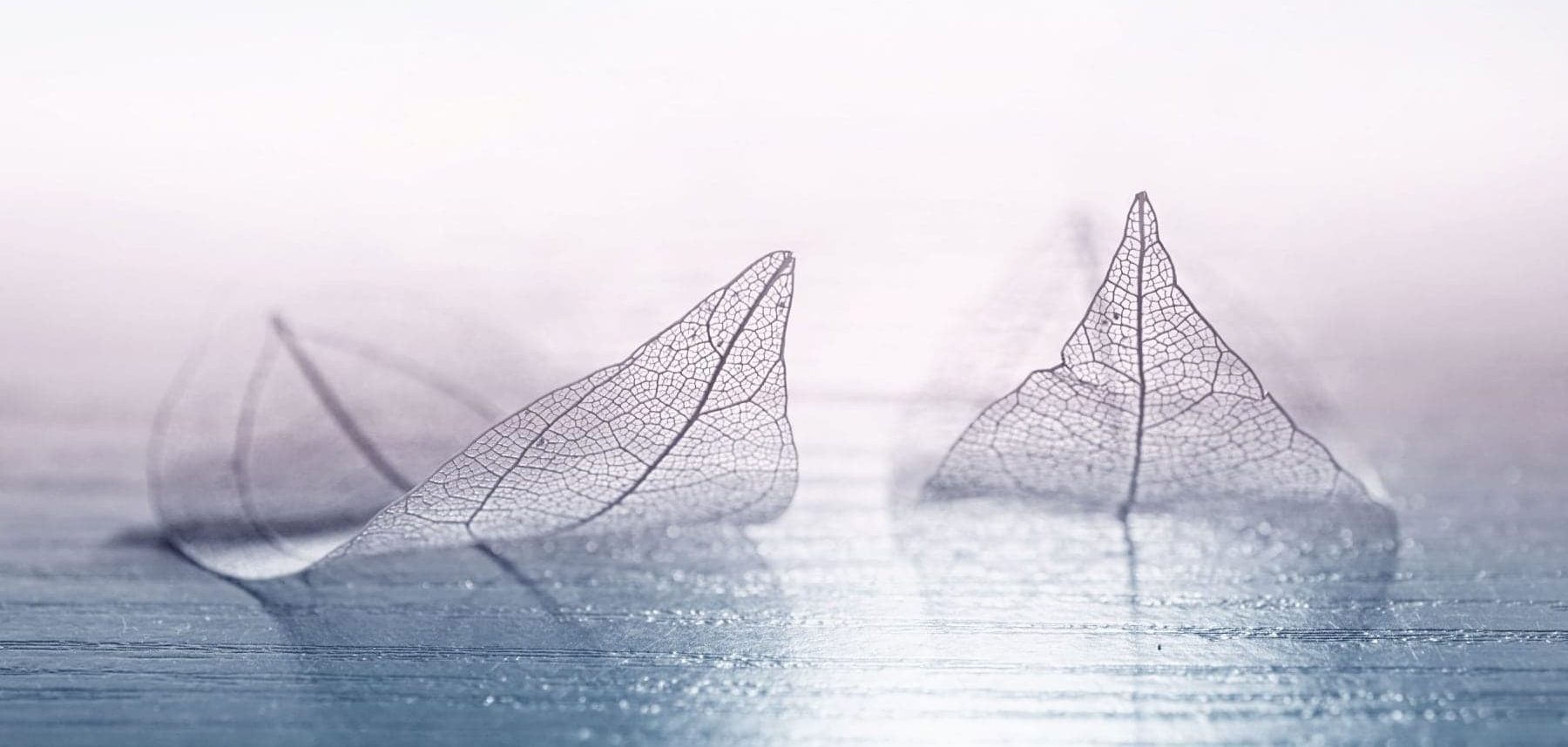 alt=zwei liegende Blätter auf Boden