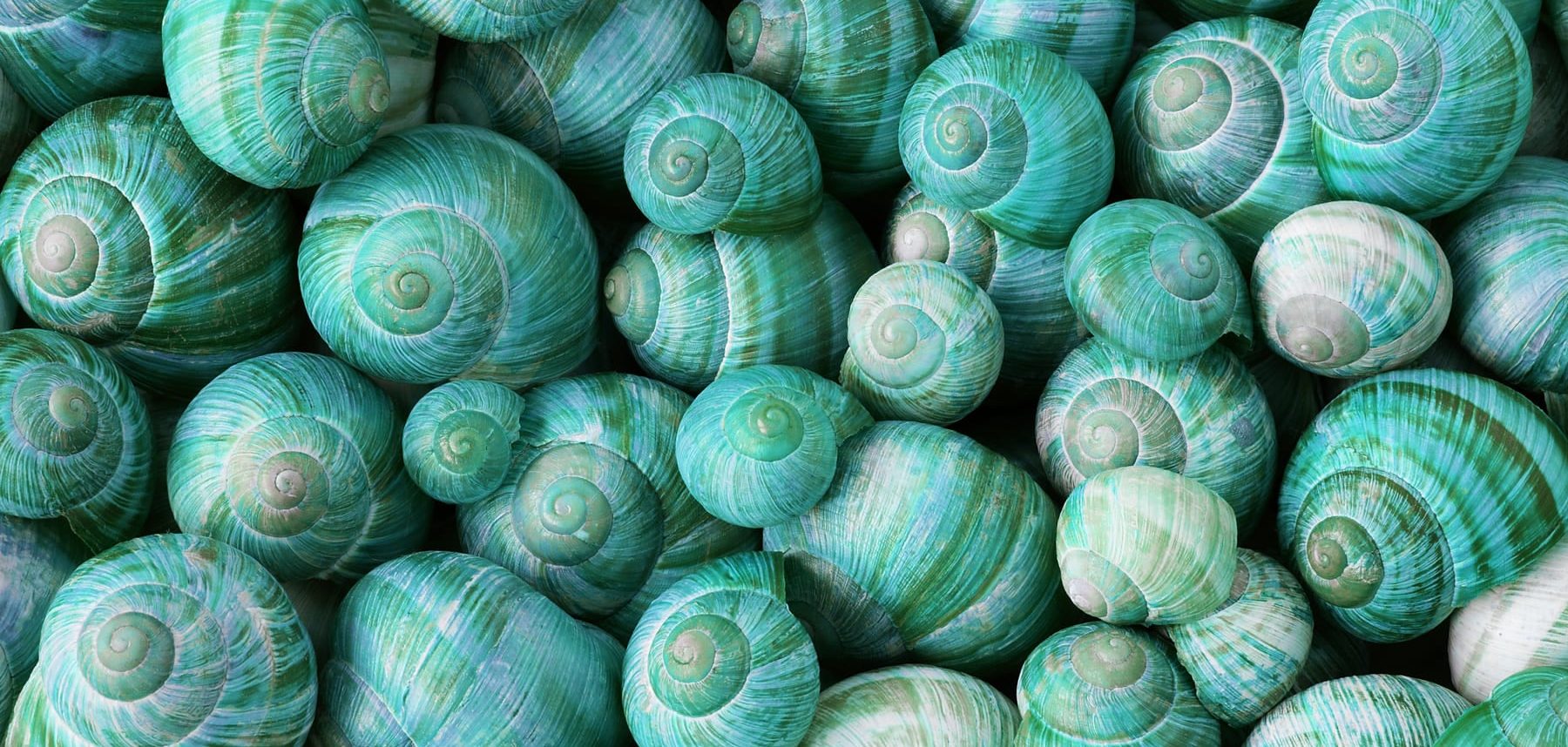 alt=Nahaufnahme Ansammlung grün-blauer Schneckenhäuser