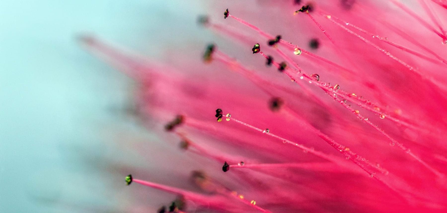 alt=Wassertropfen an pinker Pflanze