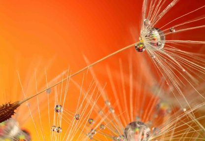 alt=Nahaufnahme Pusteblumen mit Wassertropfen vor orangenem Hintergrund