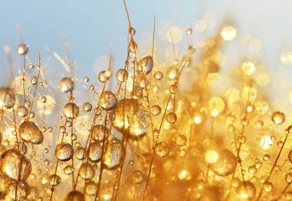 alt=Pflanzen mit Tau