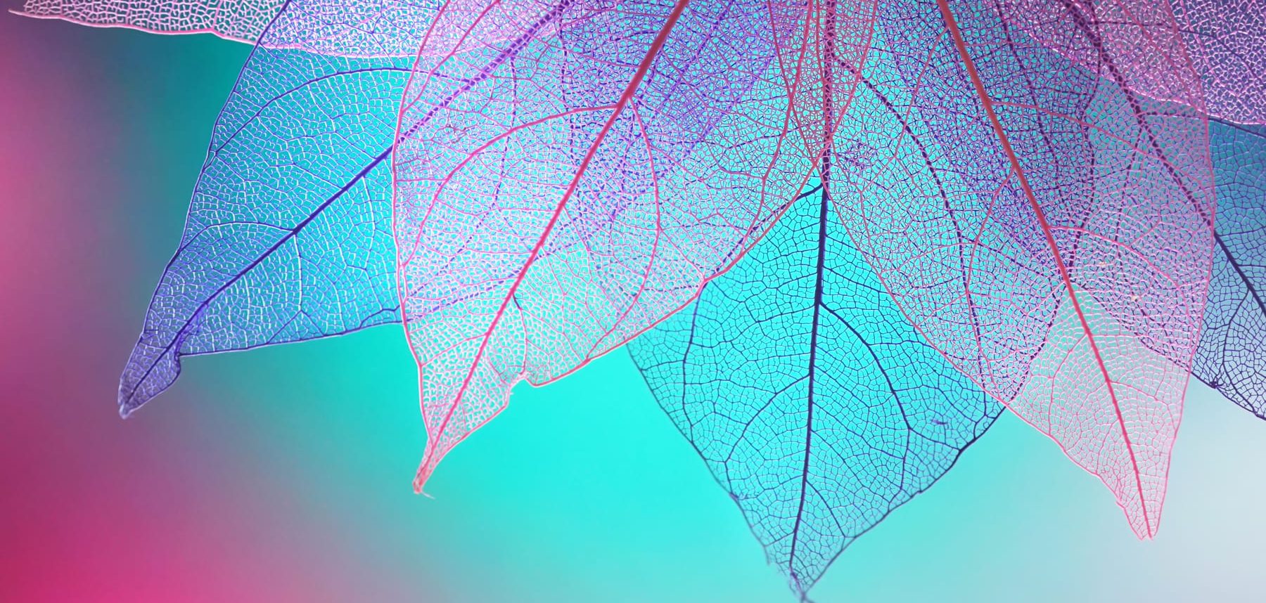 alt=lila und rosa Blätter vor pink-türkisem Hintergrund