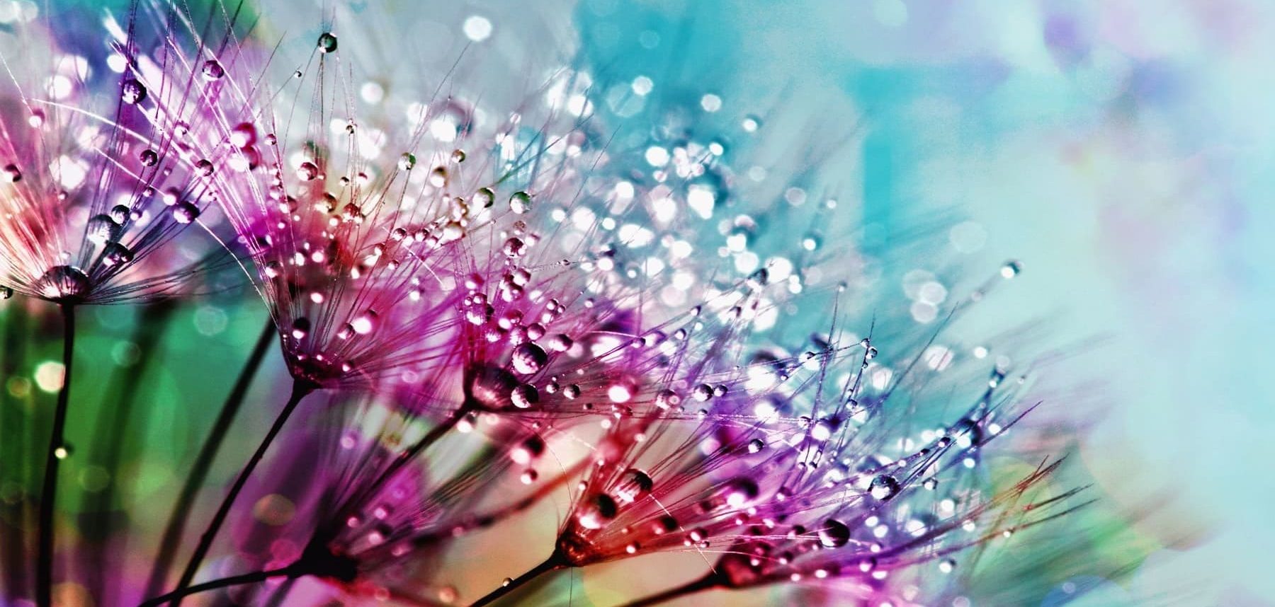 alt=Pusteblumen mit Wassertropfen