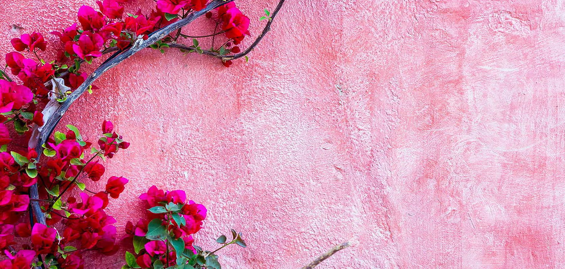 alt=rosa Hauswand mit pinken Blumen