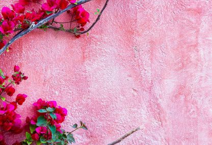 alt=rosa Hauswand mit pinken Blumen