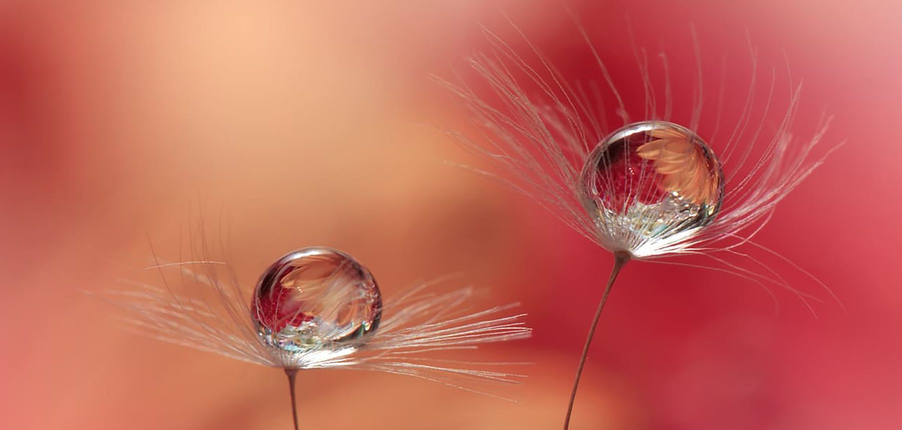 alt=zwei Pusteblumen mit Wassertropfen