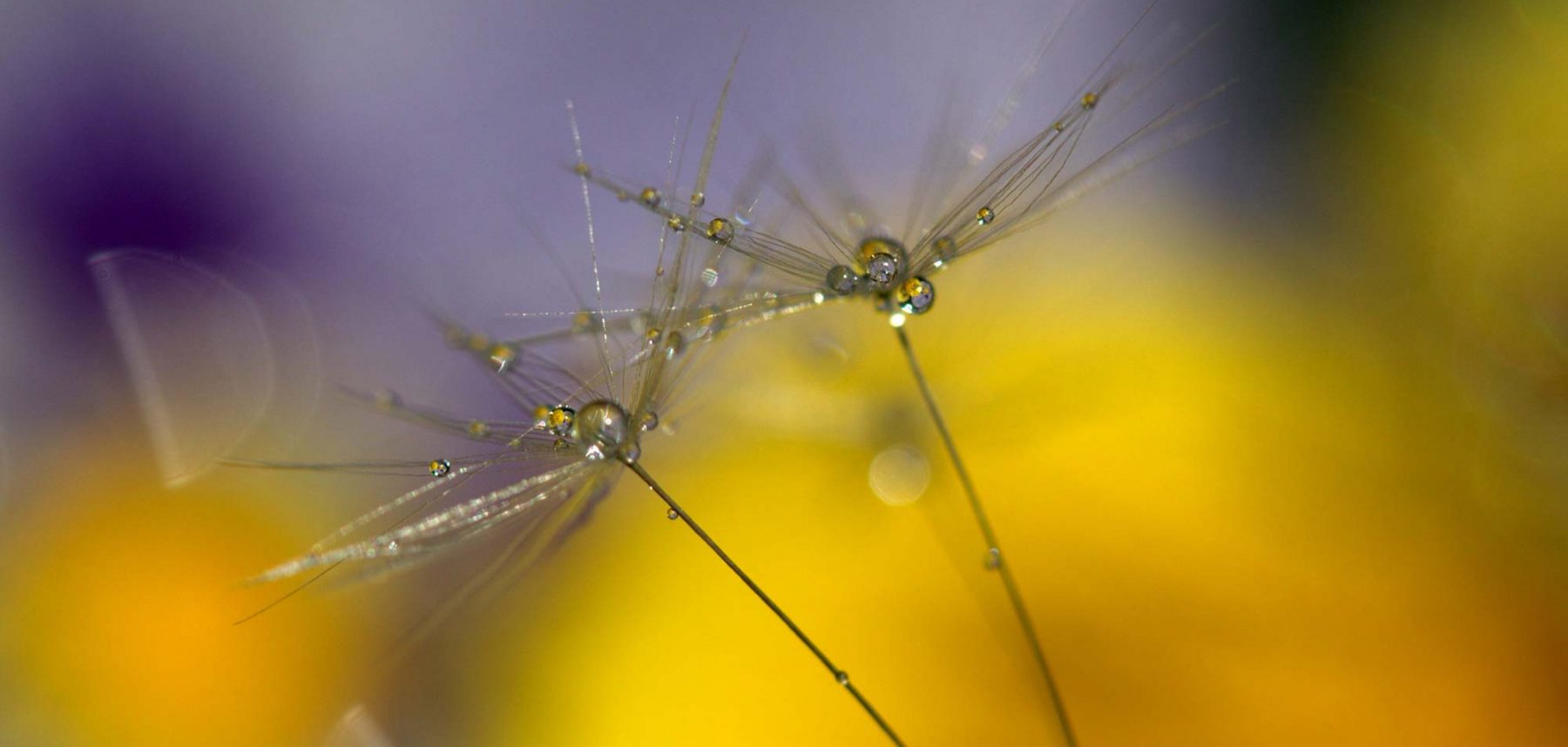 alt=zwei Pusteblumen mit Wassertropfen vor lila-gelbem Hintergrund