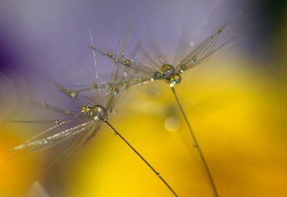 alt=zwei Pusteblumen mit Wassertropfen vor lila-gelbem Hintergrund