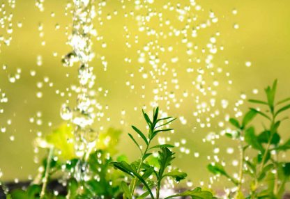 alt=Pflanzen im Regen