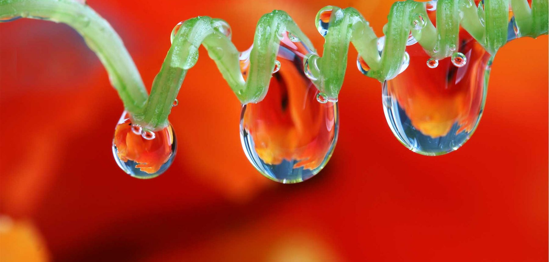 alt=Pflanze mit Wassertropfen vor orangenem Hintergrund