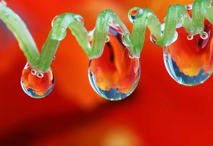 alt=Pflanze mit Wassertropfen vor orangenem Hintergrund