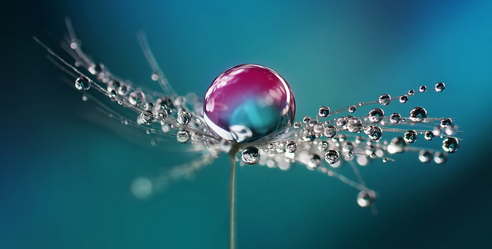 alt=Pusteblume mit Wassertropfen vor blauem Hintergrund