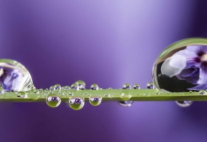 alt=grünes Blatt mit Wassertropfen vor lilanem Hintergrund