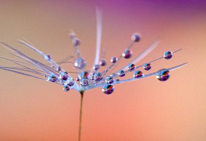 alt=Pusteblume mit Wassertropfen vor orangenem Hintergrund
