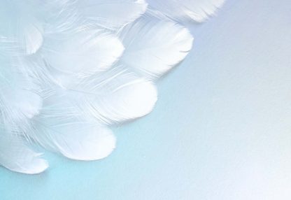 alt=weiße Federn auf hellblauer Fläche