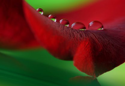alt=Nahaufnahme rotes Blatt mit Wassertropfen