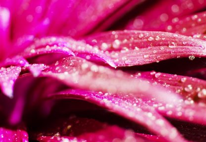 alt=Nahaufnahme pinke Blume mit Wassertropfen