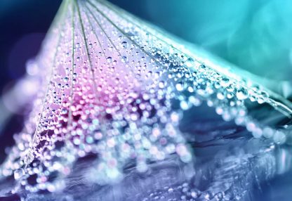 alt=Nahaufnahme Blatt mit Wassertropfen