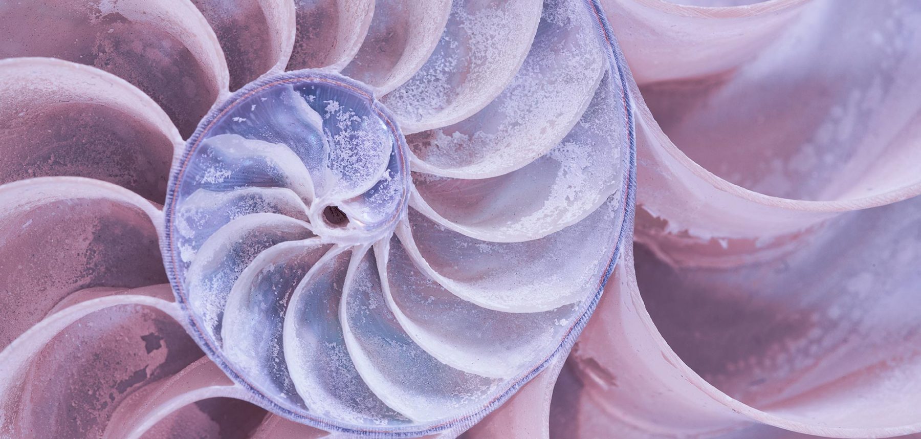 alt=Querschnitt Nautilusschale