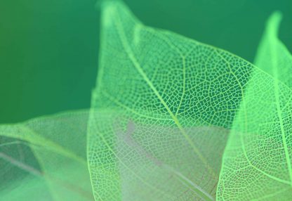 alt=grüne Blätter vor grünem Hintergrund