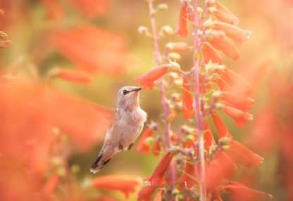 alt=Kolibiri schwebt an orangener Blüte