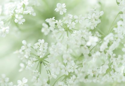 alt=Nahaufnahme weiße Holunderblüten