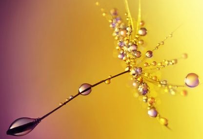 alt=Pusteblume mit Wassertropfen vor lila-gelbem Hintergrund