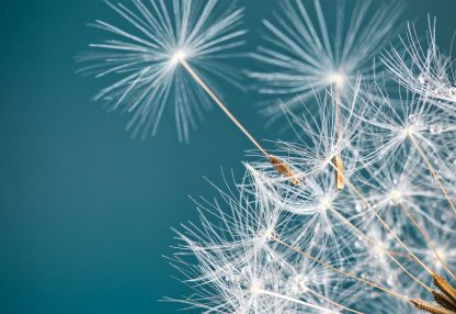 alt=Nahaufnahme Pusteblume