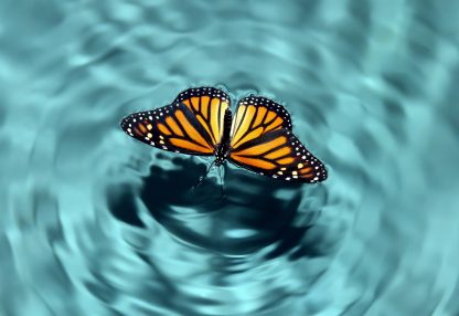 alt=Schmetterling auf Wasser