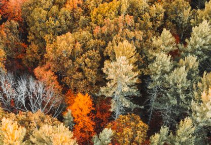 alt=Bäume im Herbst von oben