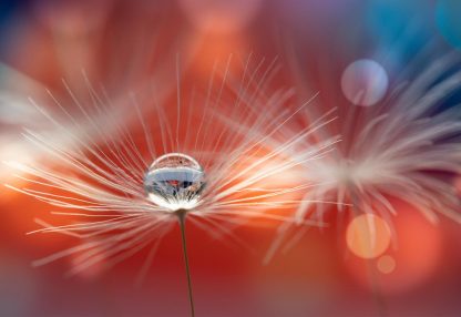 alt=Pusteblume mit Wassertropfen