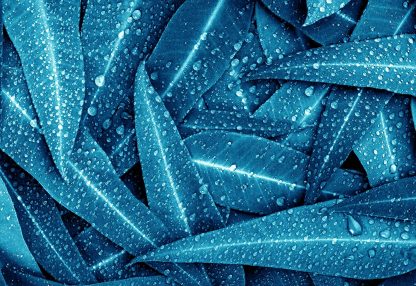 alt=blaue aufeinander liegende Blätter mit Wassertropfen