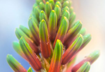 alt=Nahaufnahme Sukkulentenpflanze