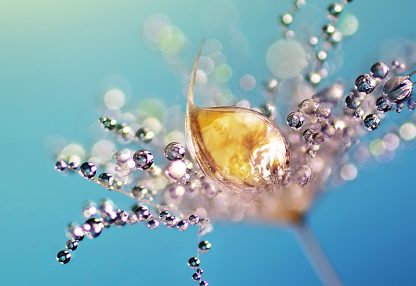 alt=Pflanzensamen mit Wassertropfen