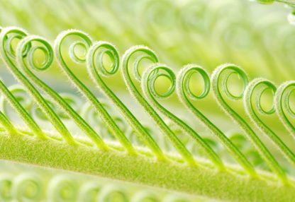 alt=Nahaufnahme Pflanze