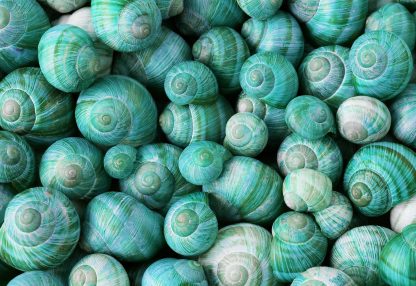alt=Nahaufnahme Ansammlung grün-blauer Schneckenhäuser