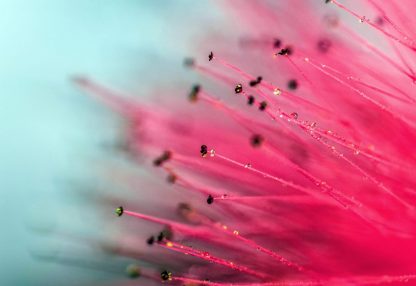 alt=Wassertropfen an pinker Pflanze