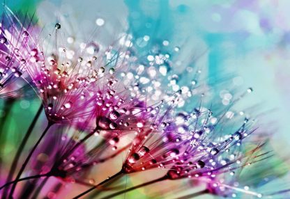 alt=Pusteblumen mit Wassertropfen