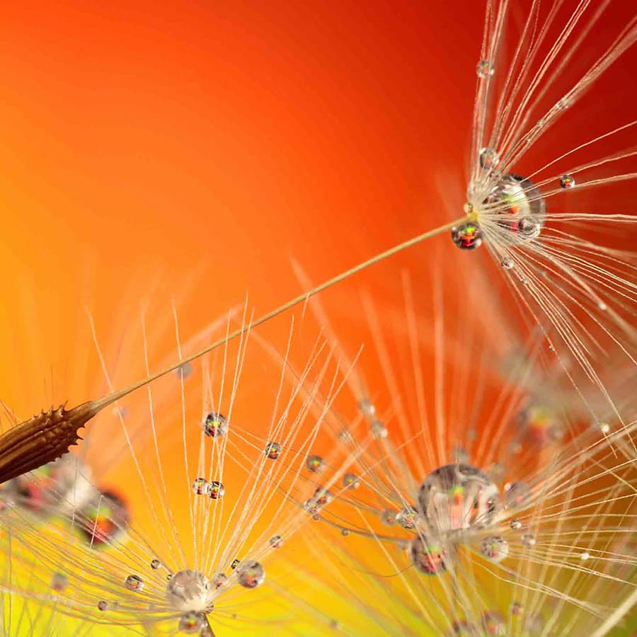 alt=Pusteblume mit Wassertropfen vor gelb-orangenem Hintergrund