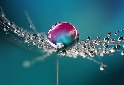 alt=Pusteblume mit Wassertropfen vor blauem Hintergrund