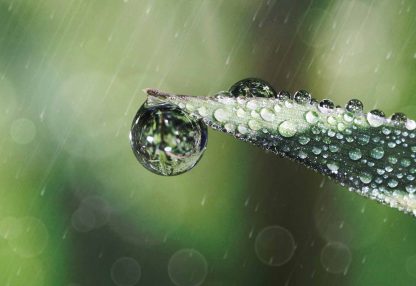 alt=Nahaufnahme grünes Blatt im Regen