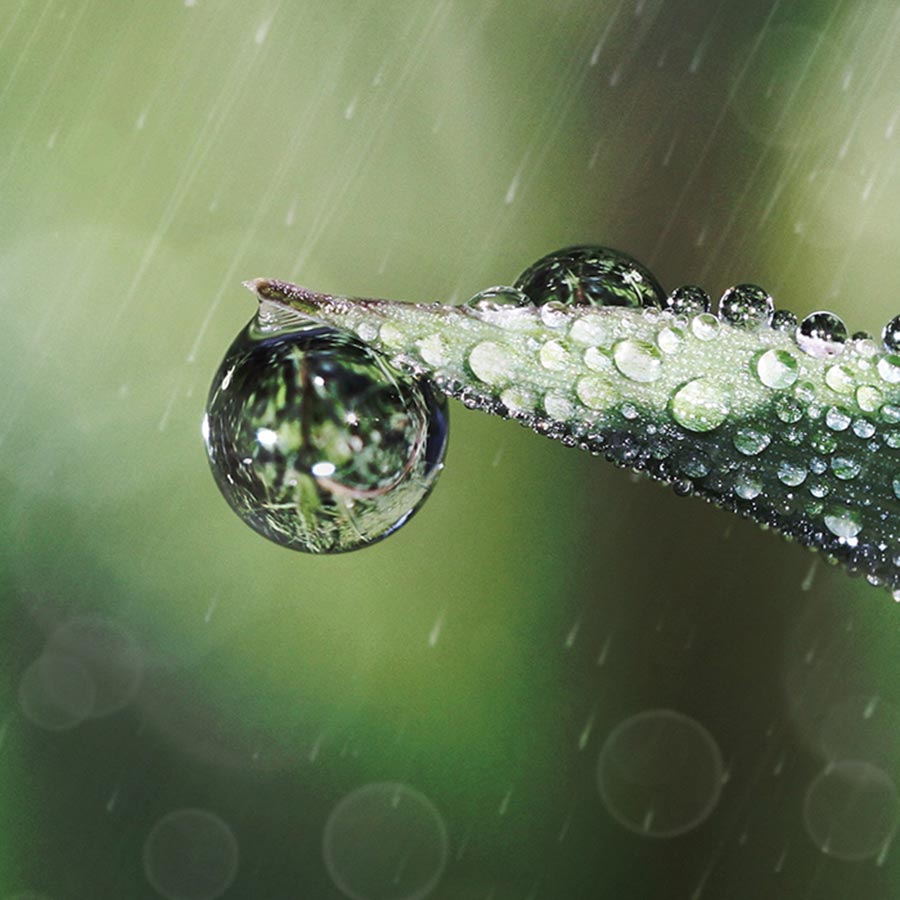 alt=Nahaufnahme grünes Blatt im Regen