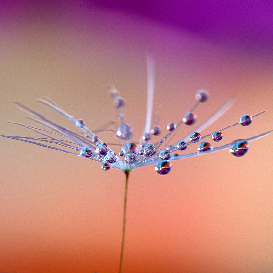 alt=Pusteblume mit Wassertropfen vor orangenem Hintergrund