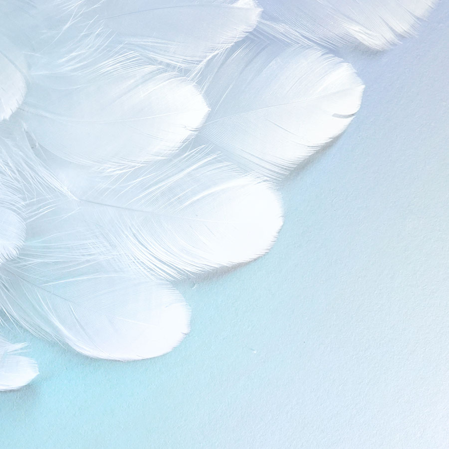 alt=weiße Federn auf hellblauer Fläche