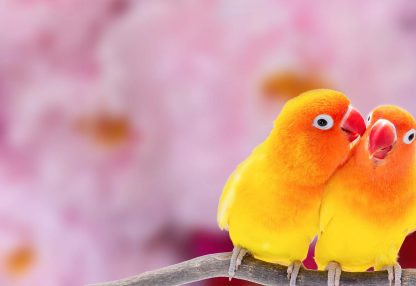 alt=zwei gelb-orangene Vögel sitzen auf Ast