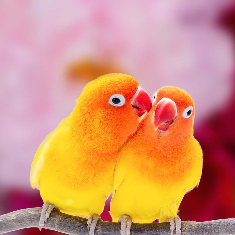 alt=zwei gelb-orangene Vögel sitzen auf Ast