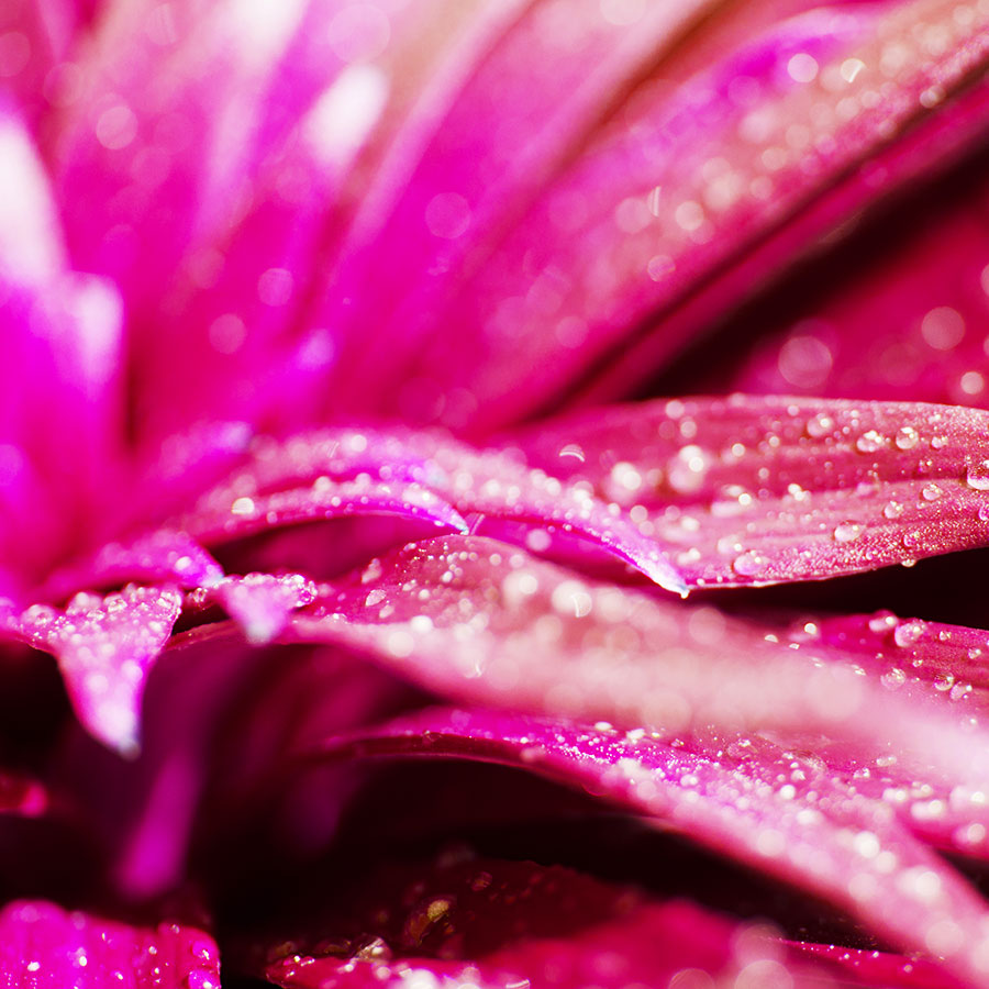 alt=Nahaufnahme pinke Blume mit Wassertropfen