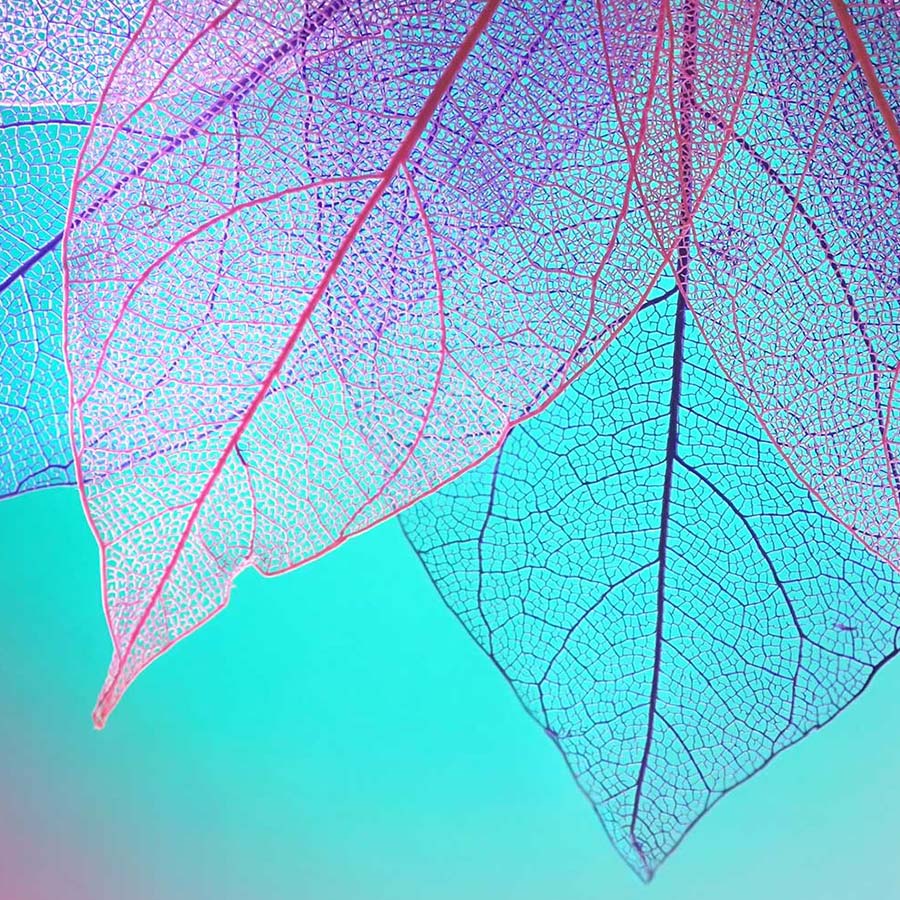 alt=lila und pinke Blätter vor blau-pinkem Hintergrund