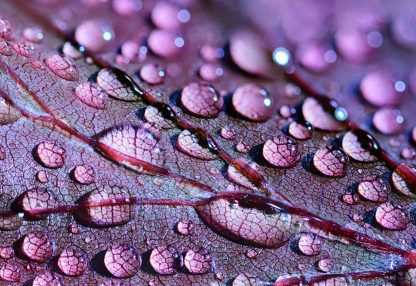 alt=Nahaufnahme lilanes Blatt mit Wassertropfen