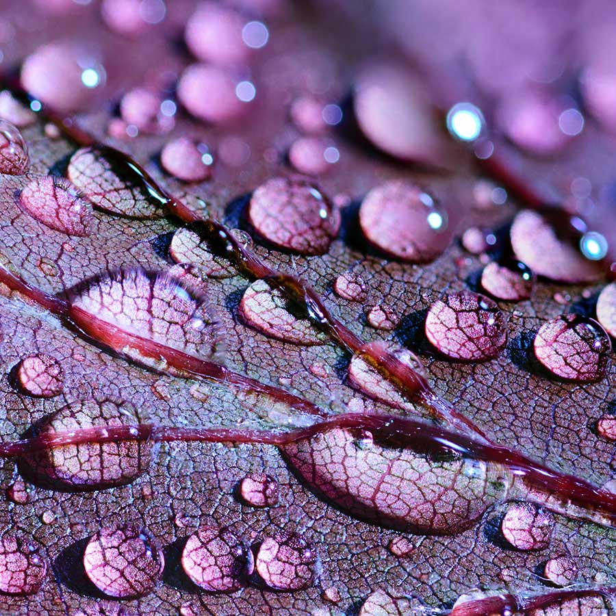 alt=Nahaufnahme lilanes Blatt mit Wassertropfen